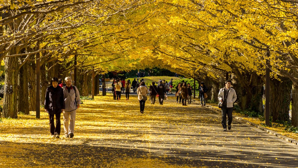 昭和記念公園
